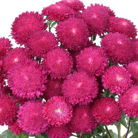 Bonita Rose, Aster Seeds - Packet image number null